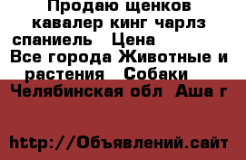 Продаю щенков кавалер кинг чарлз спаниель › Цена ­ 40 000 - Все города Животные и растения » Собаки   . Челябинская обл.,Аша г.